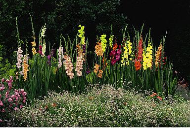 《魔咒之地》30秒预告公布 明年1月24日发售